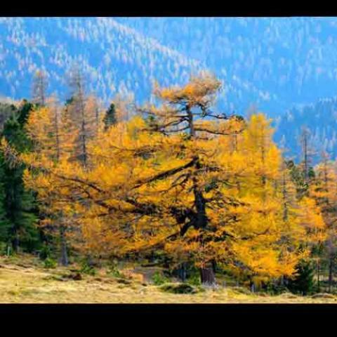 Larix decidua (European larch) tree