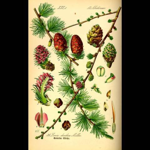 Larix decidua (European larch) illustration