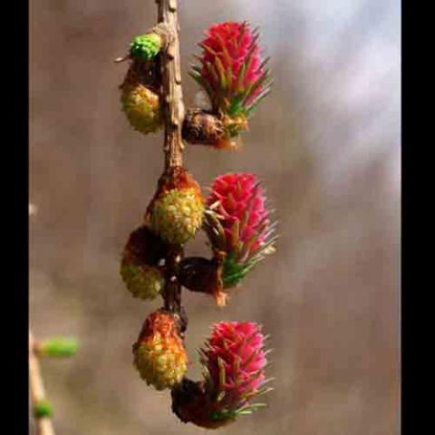 Larix decidua (European larch) seed and pollen cones