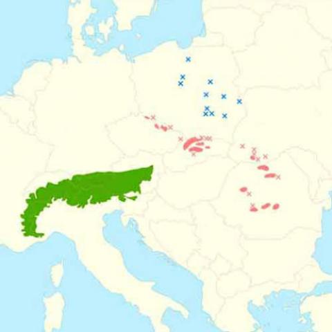 Larix decidua (European larch) range map