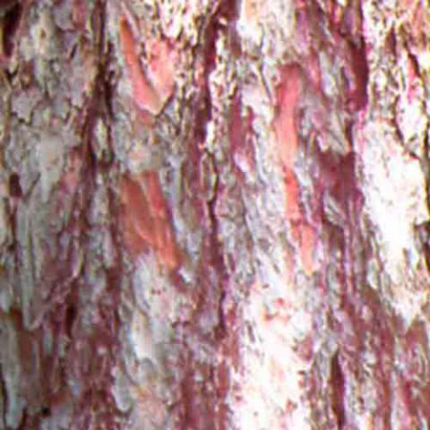 Larix decidua (European larch) bark