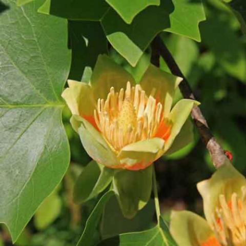 Liriodendron tulipfera (Tulip tree) flower
