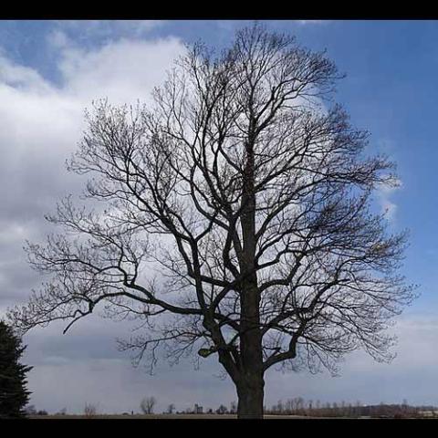 Liriodendron tulipfera (Tulip tree) tree