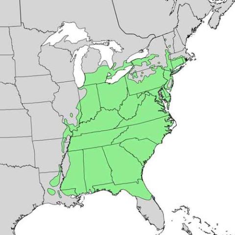 Liriodendron tulipfera (Tulip tree) range map