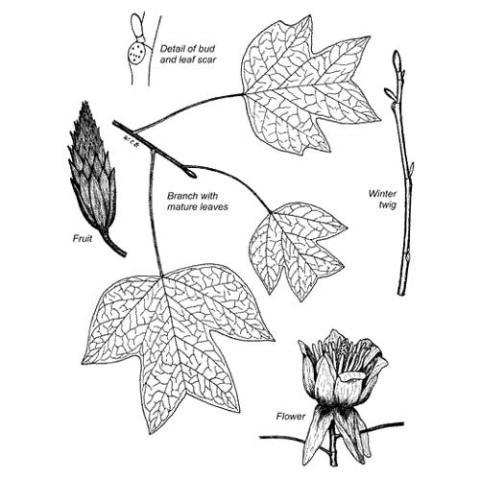 Liriodendron tulipfera (Tulip tree) line art