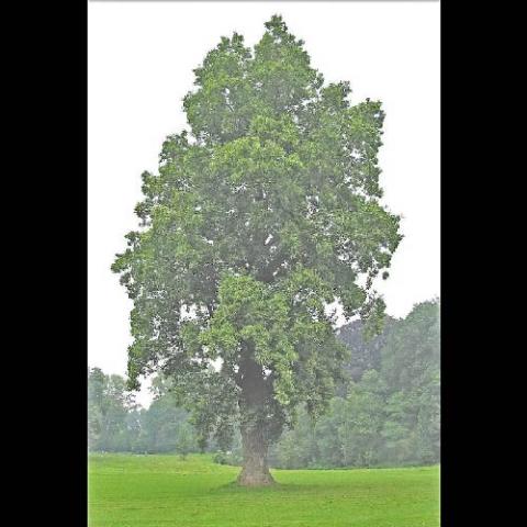 Liriodendron tulipfera (Tulip tree) tree