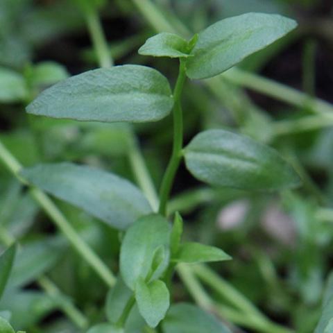 Lobelia chinensis (Asian lobelia) leaves