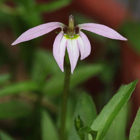 Lobelia chinensis (Asian lobelia) flower