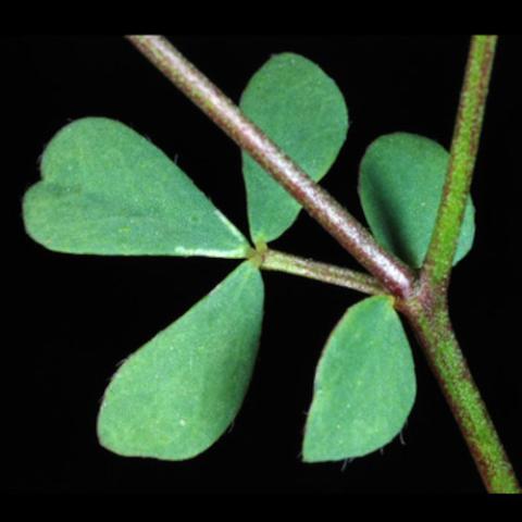 Lotus corniculatus (Bird's-foot trefoil) leaves