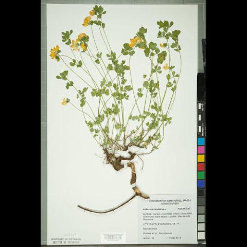 Lotus corniculatus (Bird's-foot trefoil) dried specimen