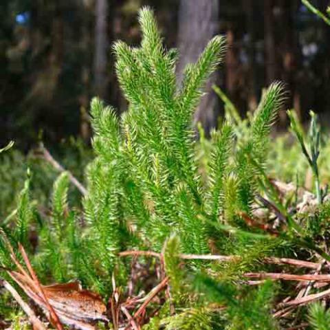 Lycopodium clavatum (Running clubmoss) plant