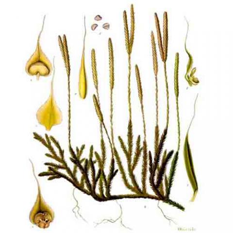 Lycopodium clavatum (Running clubmoss) illustration