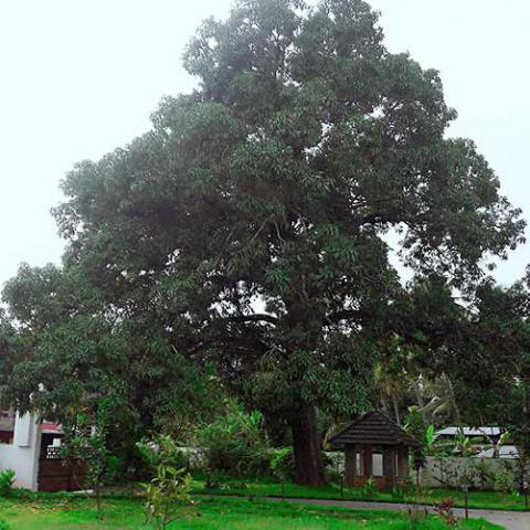 Mangifera indica (Mango) tree