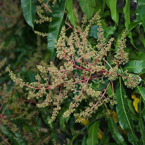 Mangifera indica (Mango) flowers