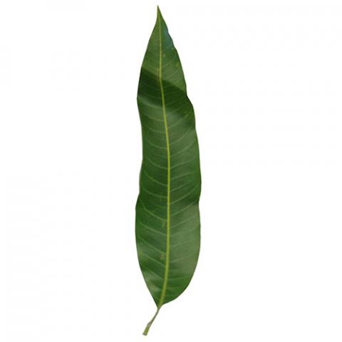 Mangifera indica (Mango) leaf