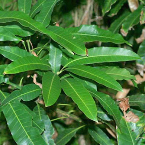 Mangifera indica (Mango) leaves