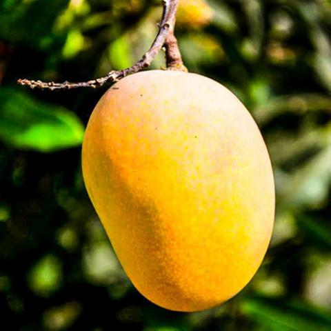 Mangifera indica (Mango) fruit