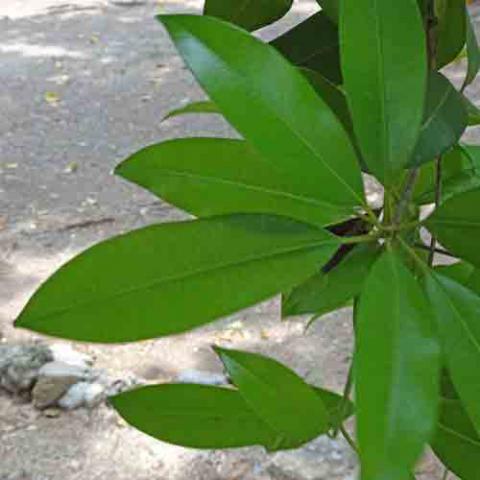 Manilkara zapota (Sapodilla) leaves