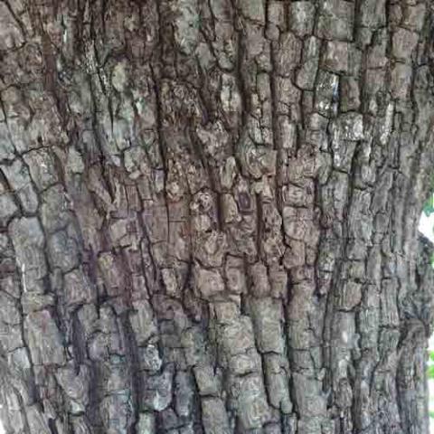 Manilkara zapota (Sapodilla) bark