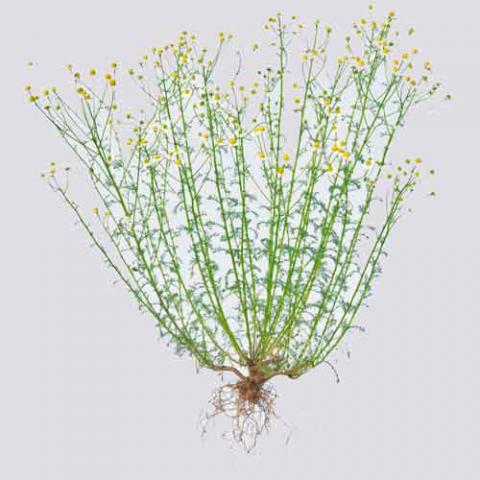 Matricaria chamomilla (Chamomille) plant with roots