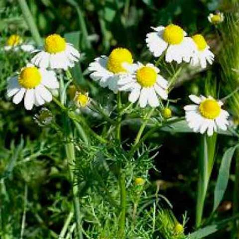 Matricaria chamomilla (Chamomille) flowers
