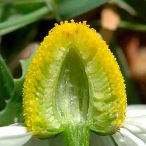 Matricaria chamomilla (Chamomille) flower cross section
