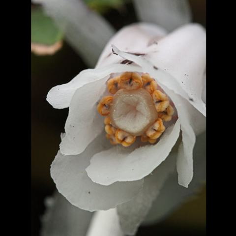 Monotropa uniflora (Indianpipe) close-up with anthers