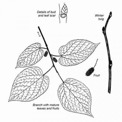 Morus rubra (Red mulberry) illustration