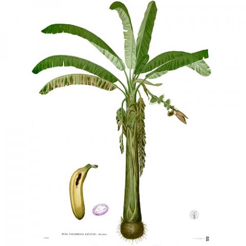 Musa X paradisiaca (Banana) Illustration