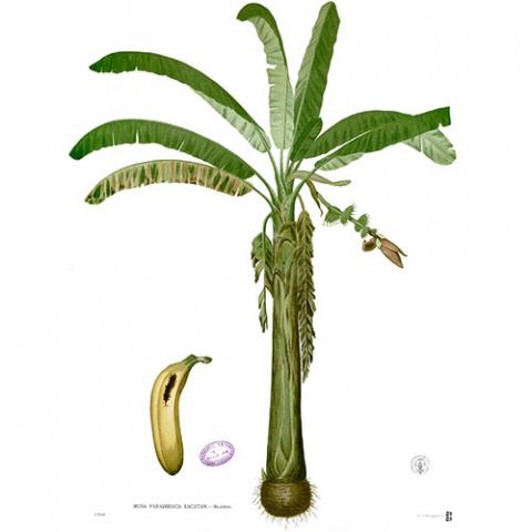 Musa x paradisiaca (Banana) Illustration