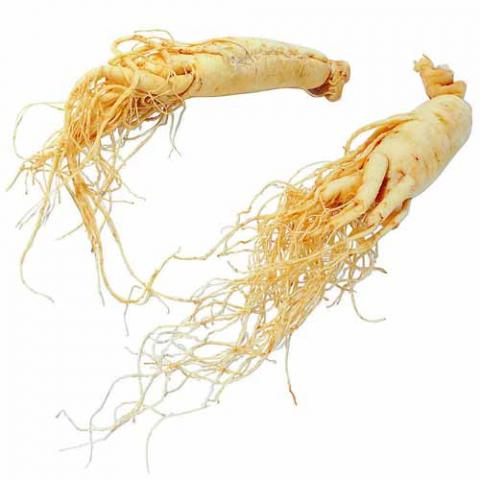 Panax ginseng (Ginseng) root