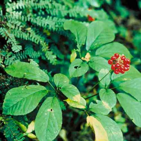 Panax ginseng (Ginseng) plant
