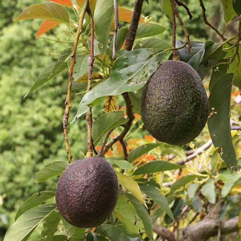 Persea americana (Avocado) fruit