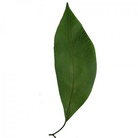 Persea americana (Avocado) leaf