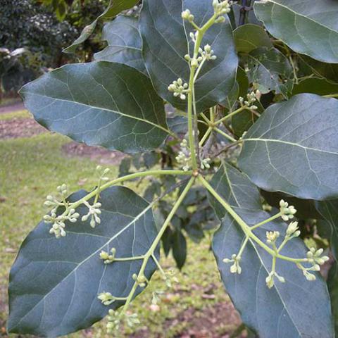 Persea americana (Avocado) flowers