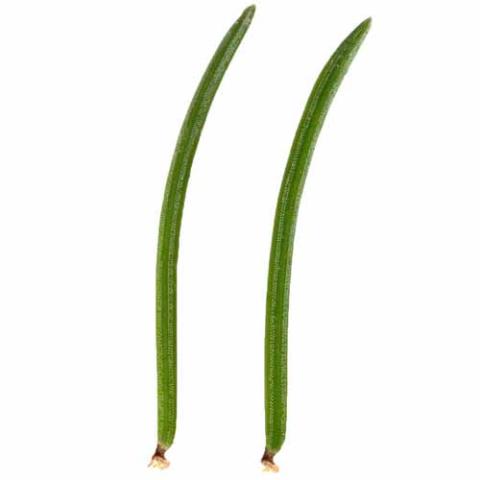 Picea abies (Norway spruce) needles