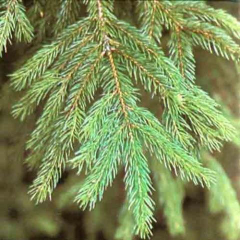 Picea abies (Norway spruce) branch