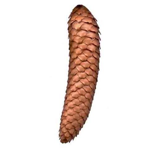 Picea abies (Norway spruce) cone