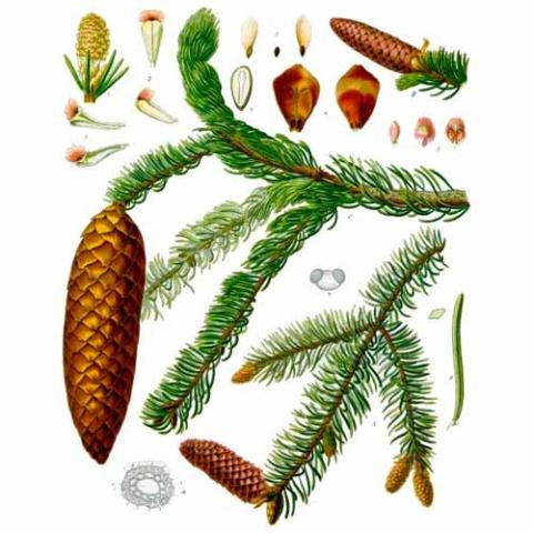 Picea abies (Norway spruce) illustration