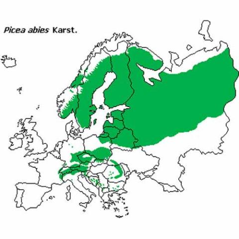 Picea abies (Norway spruce) range map
