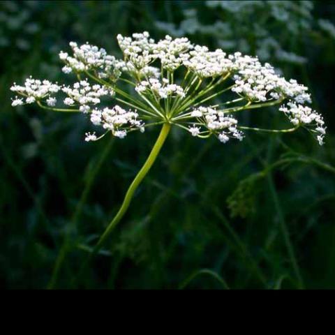 Pimpinella anisum (Anise) flower
