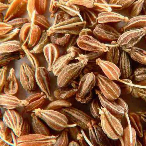Pimpinella anisum (Anise) seeds
