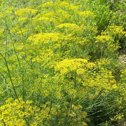 Pimpinella anisum (Anise) plant