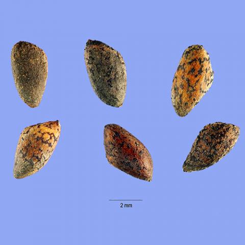 Pinus contorta (Lodgepole pine) seeds