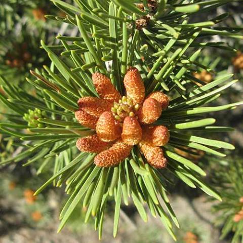 Pinus contorta (Lodgepole pine) pollen-bearing male cones