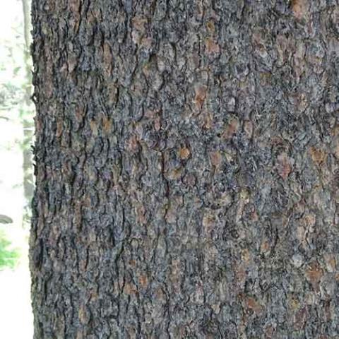 Pinus contorta (Lodgepole pine) bark