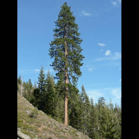 Pinus ponderosa (Ponderosa pine) tree