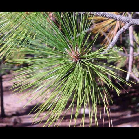 Pinus ponderosa (Ponderosa pine) needles