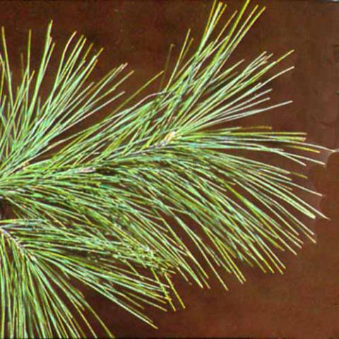 Pinus strobus (Eastern white pine) needles