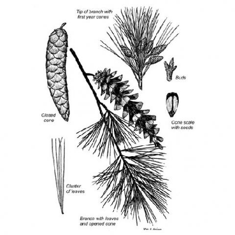 Pinus strobus (Eastern white pine) illustration